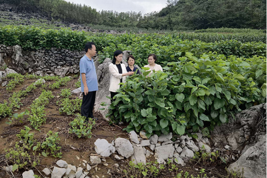 技術(shù)指導丨廣西蠶業(yè)技術(shù)推廣站赴平果市開展蠶桑生產(chǎn)技術(shù)服務(wù)